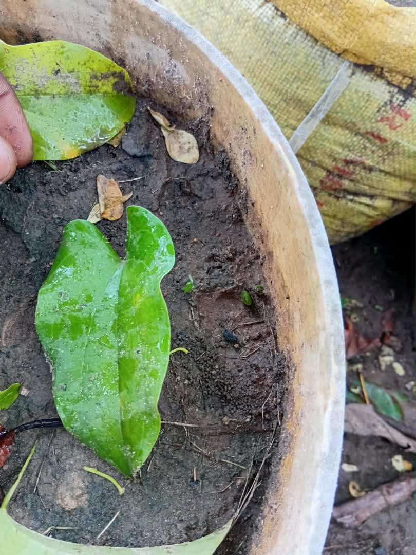 Small yam vine cuttings planted in moist soil at Excell Africa Farms