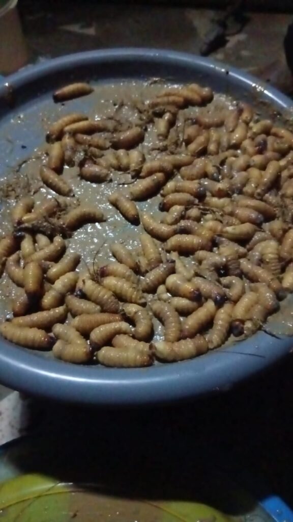 More than 100 palm-weevil larvae produced during the first Excell Africa Farms breeding experiment.