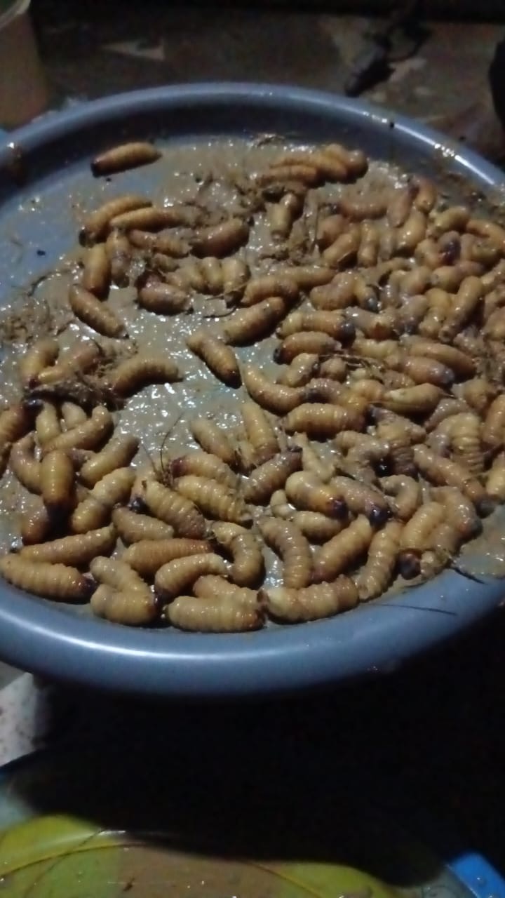 More than 100 palm-weevil larvae produced during the first Excell Africa Farms breeding experiment.