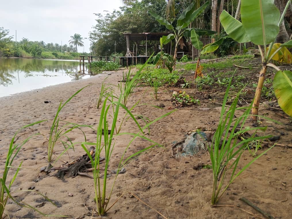 Young rice and plantain growing beside the river with a private wooden jetty