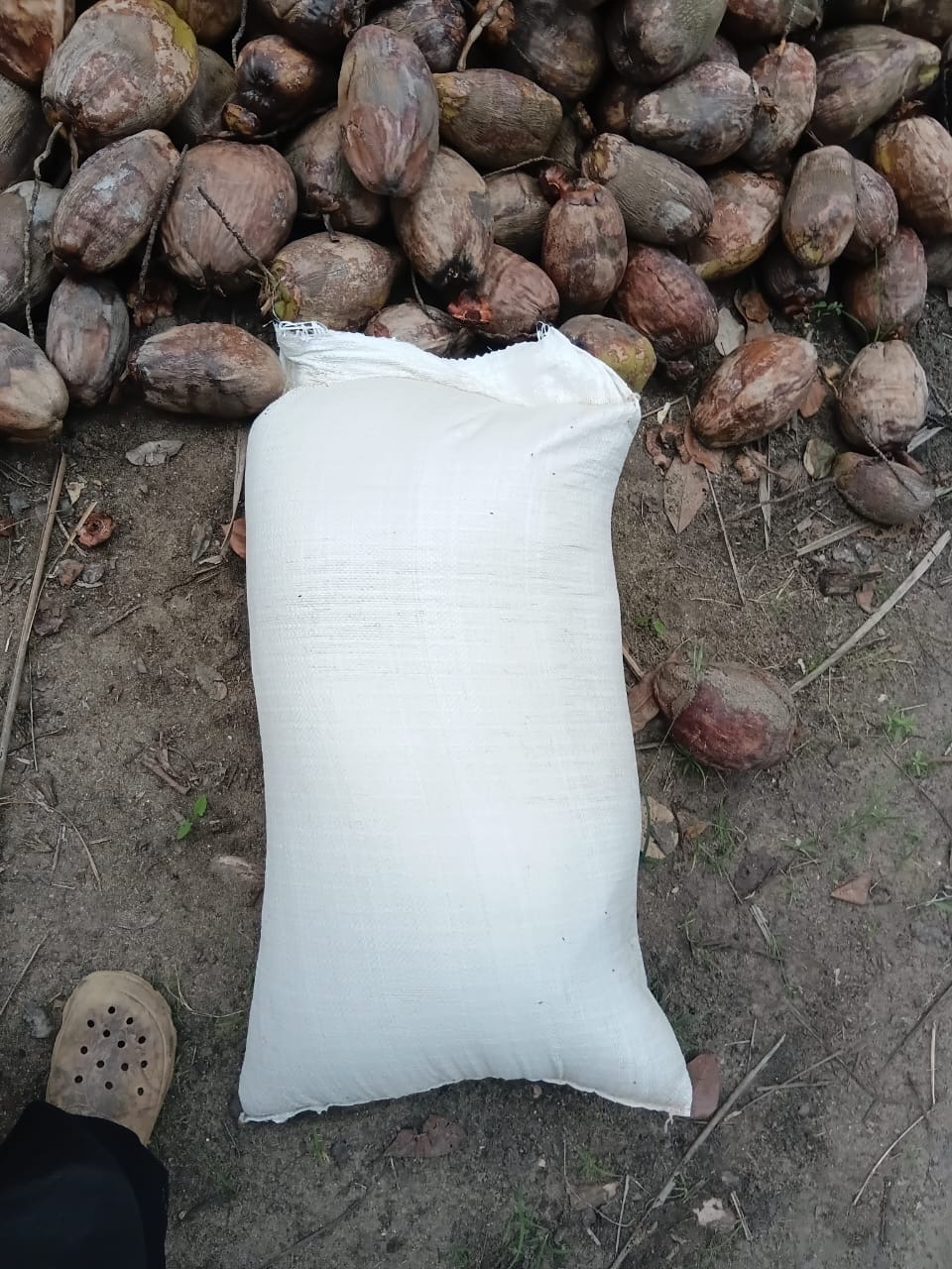 Selected coconut husks prepared for the Excell Africa Farms palm-weevil breeding trial.