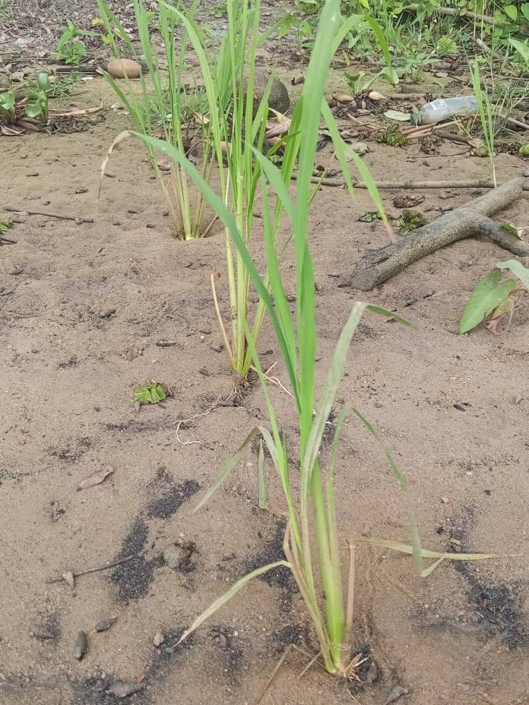 Close view of young rice plants growing in sandy riverbank soil