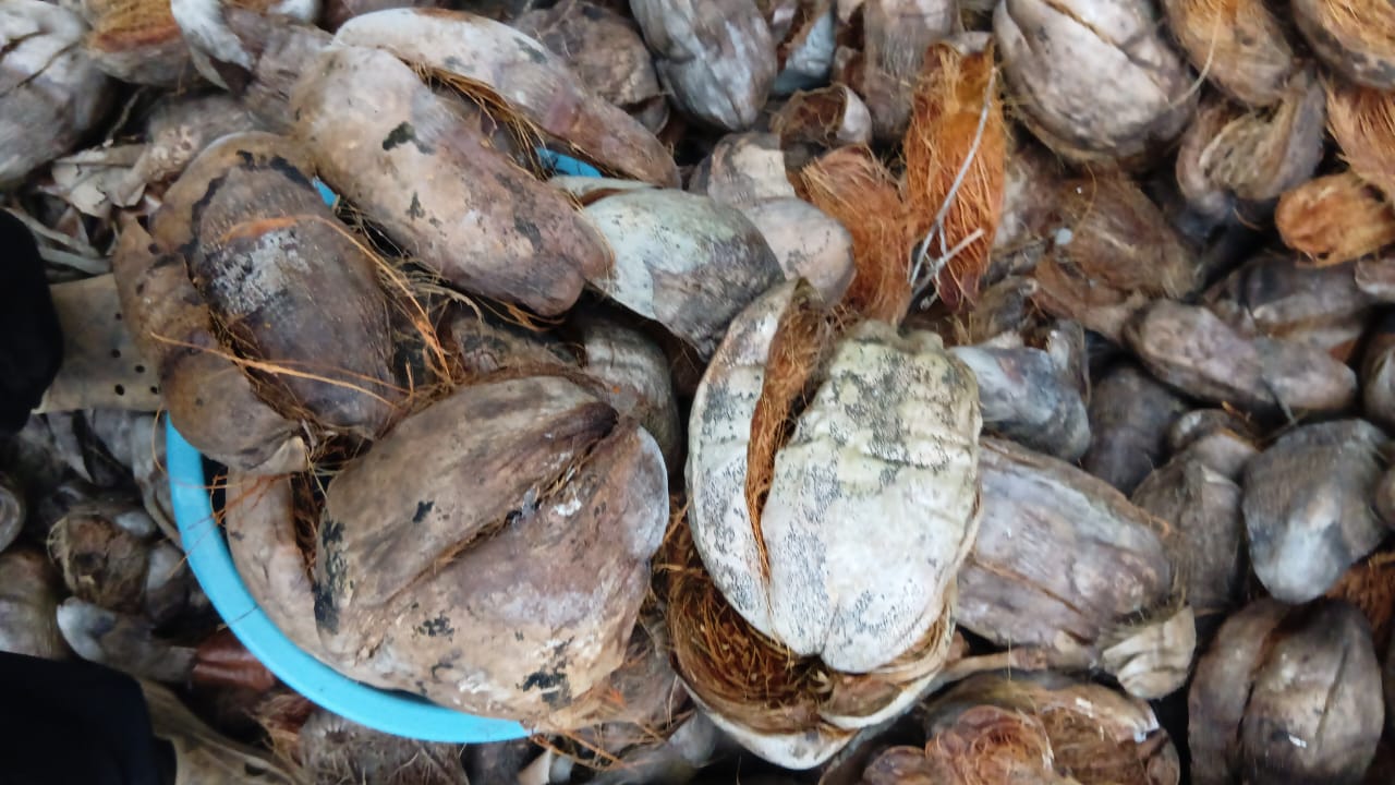Opened coconut husks ready for preparation in the palm-weevil breeding substrate.