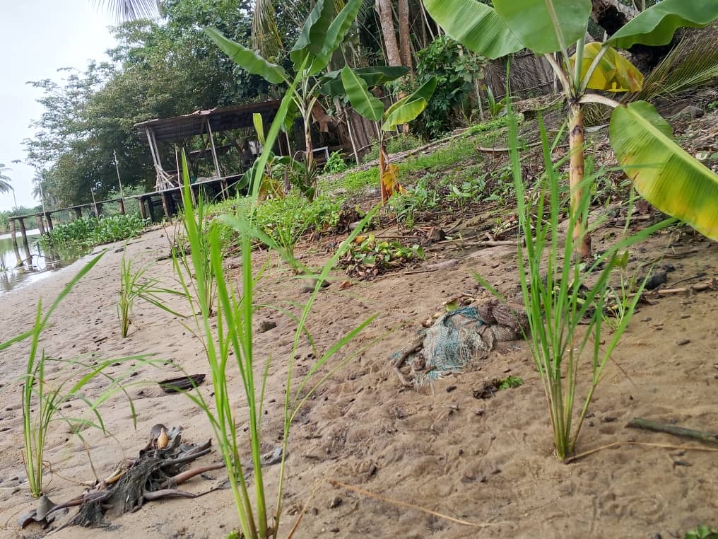 Rice and plantain plants beside a river with a wooden jetty in the background