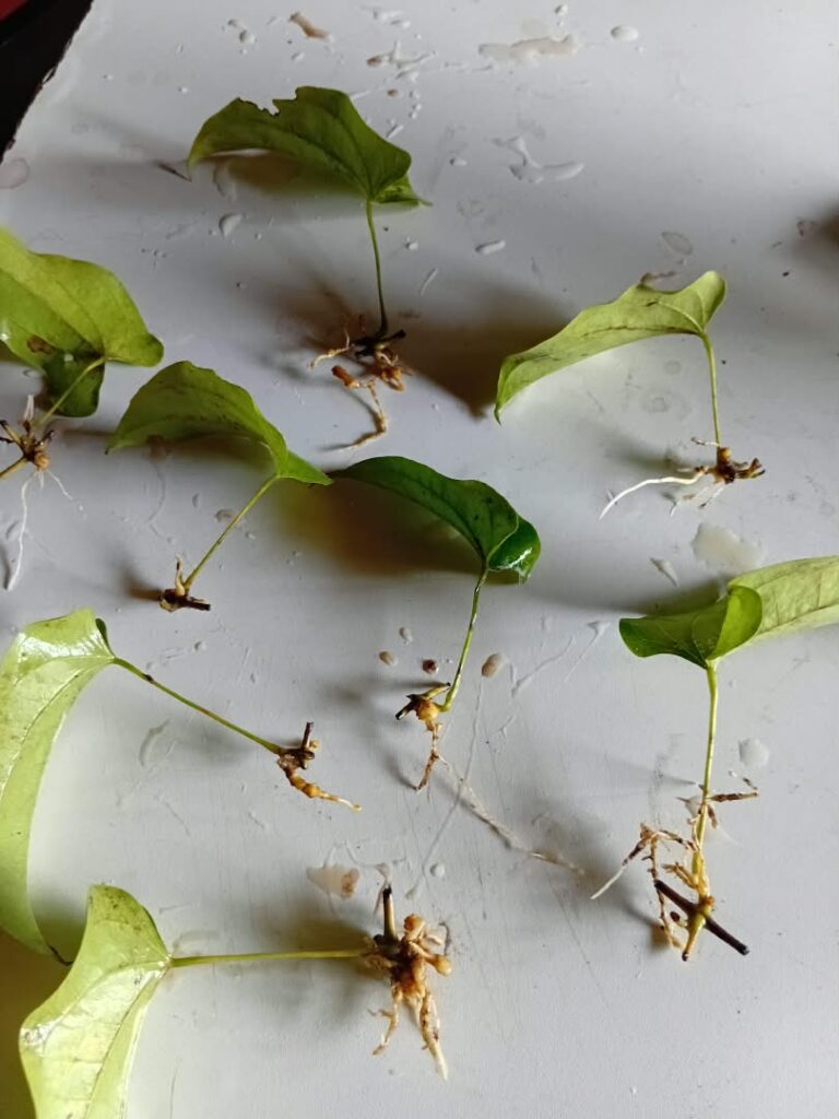 Multiple rooted single-node yam vine cuttings after 31 days at Excell Africa Farms