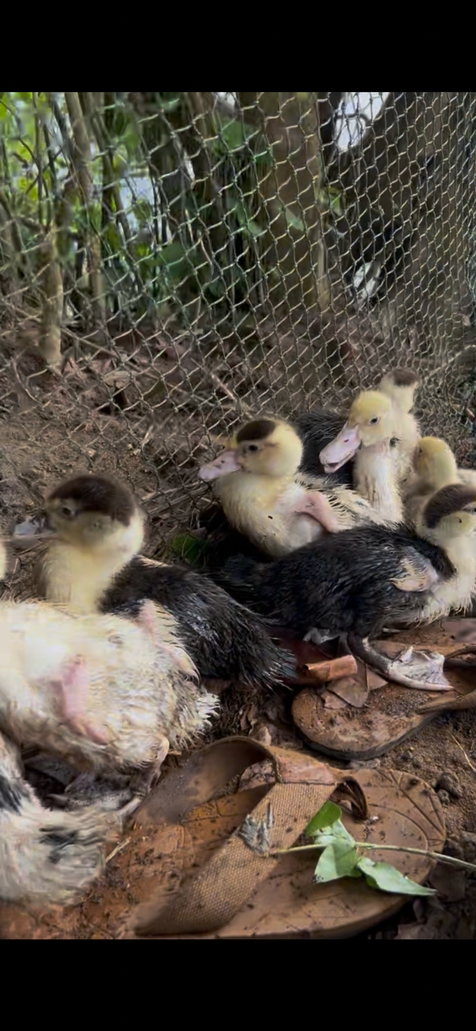 Young Muscovy ducklings resting beside the pond enclosure at Excell Africa Farms