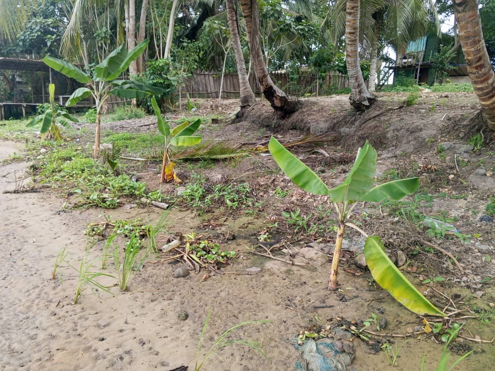 Young plantain plants growing beneath mature coconut trees on a sandy bank