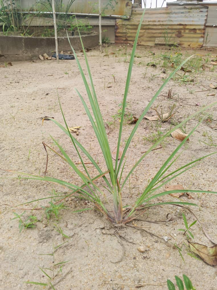 Lemongrass growing in sandy soil at the waterside demonstration area
