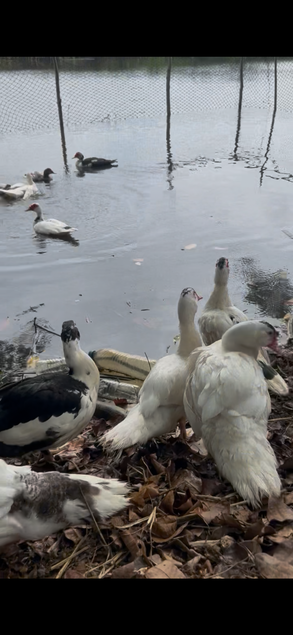 Adult Muscovy ducks on a shaded bank while other ducks swim in a farm pond