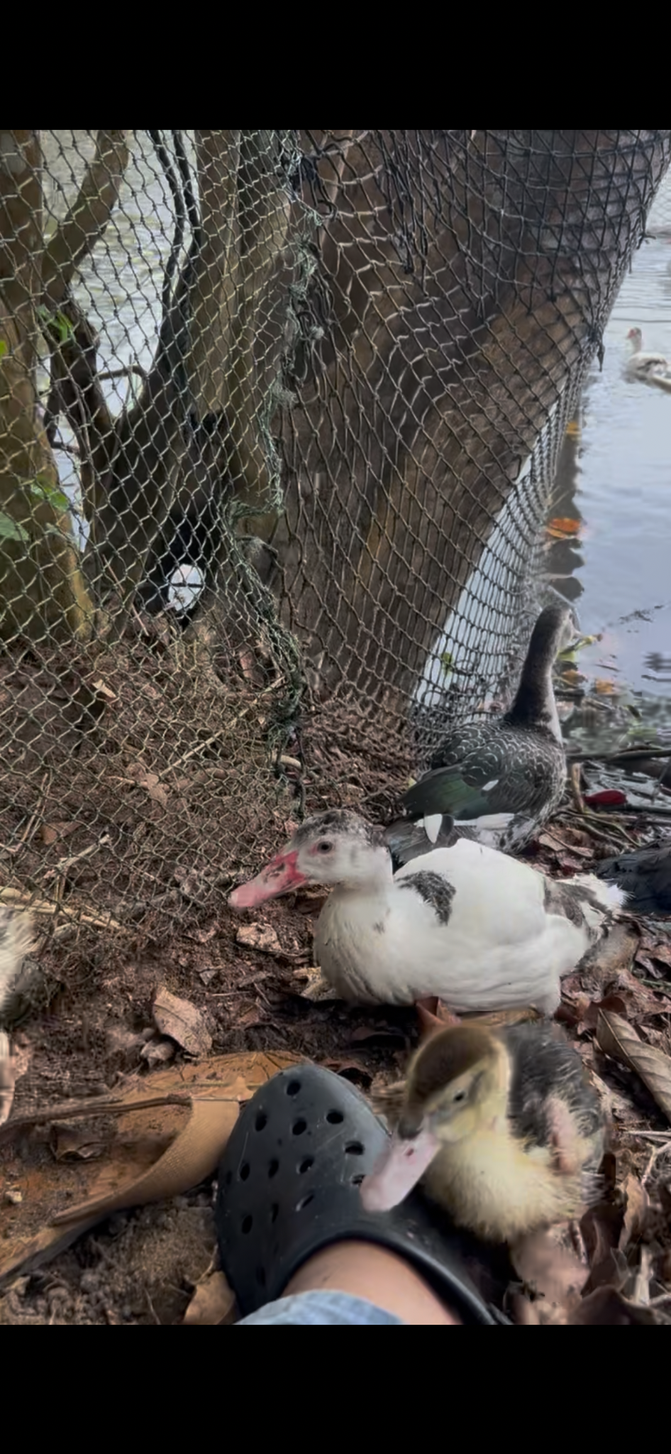 Young Muscovy duck approaching a visitor beside the pond at Excell Africa Farms