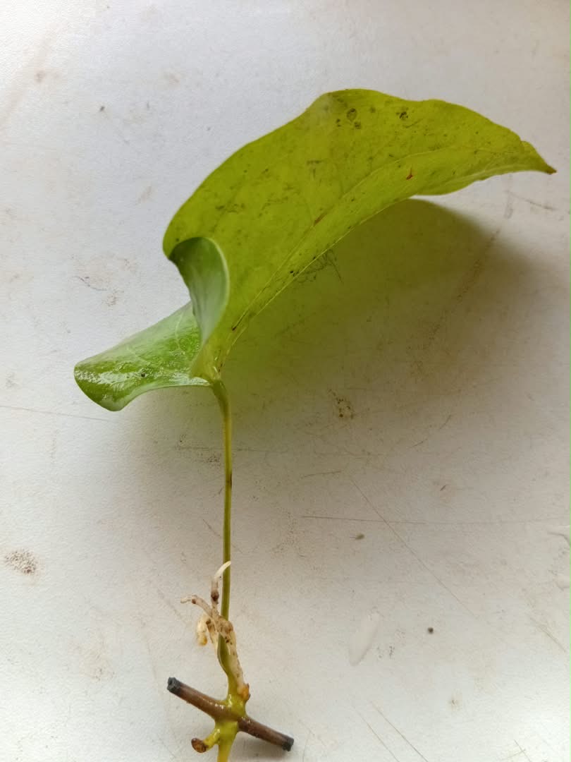 Single-node yam vine cutting with new white roots after 31 days