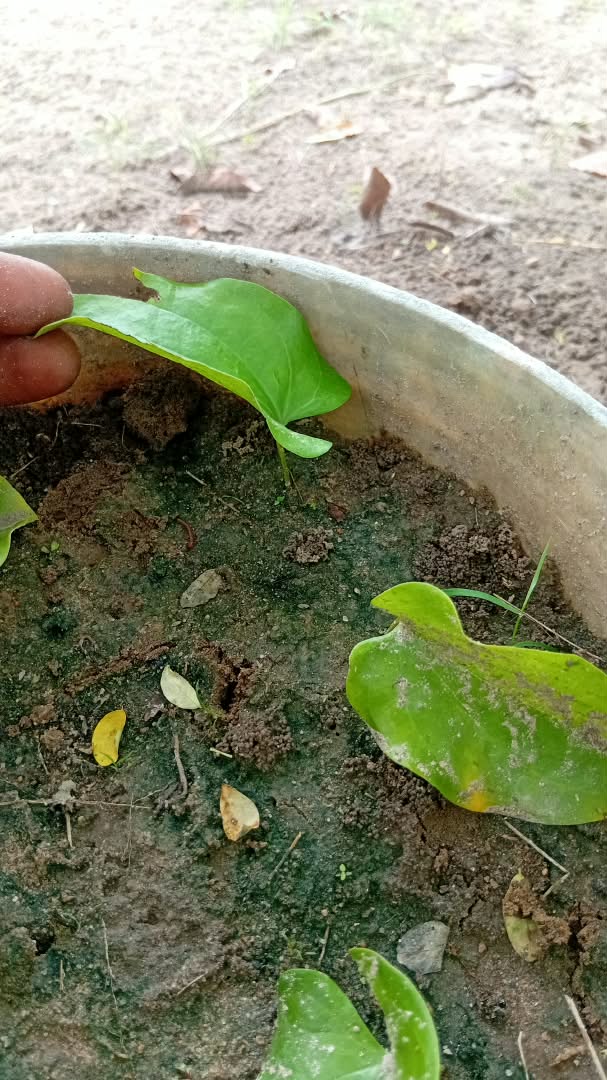 Yam vine cutting showing early root development at the buried node