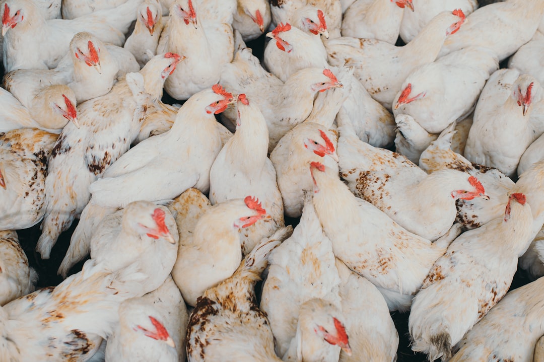 Chickens illustrating modern broiler production and welfare.