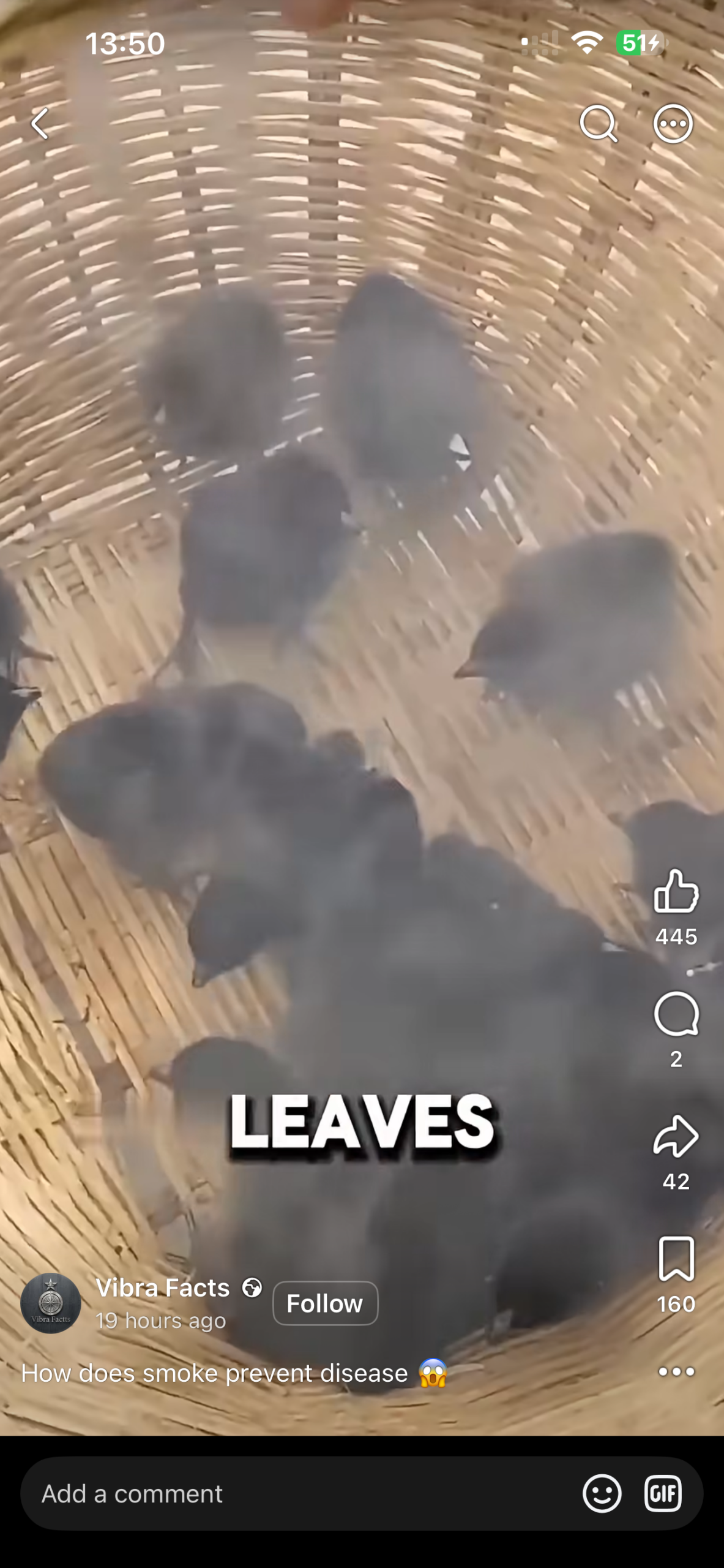 Chicks in woven basket during neem smoke demonstration