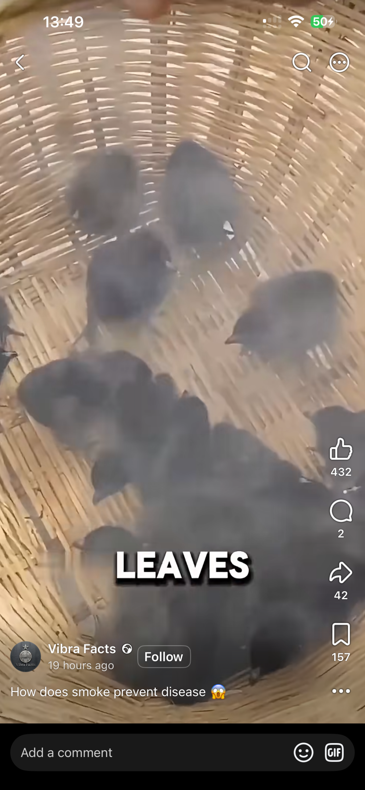 Young chicks during traditional smoke demonstration