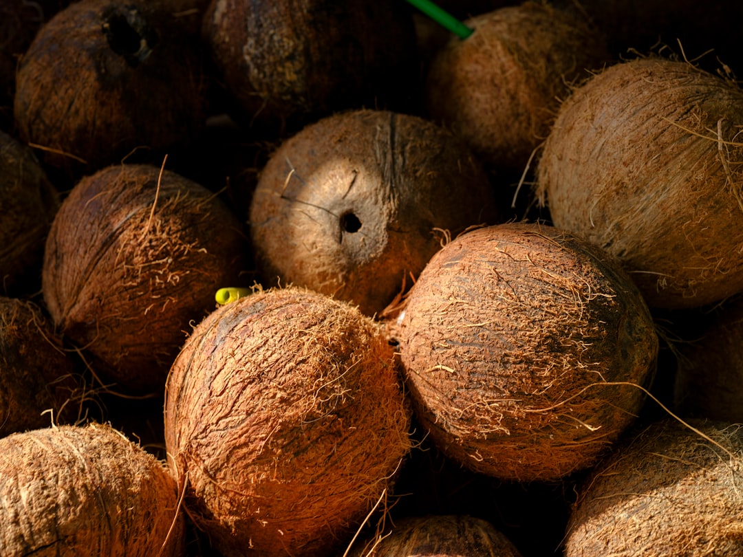 Fresh coconuts and husks illustrating coconut processing and cocopeat production