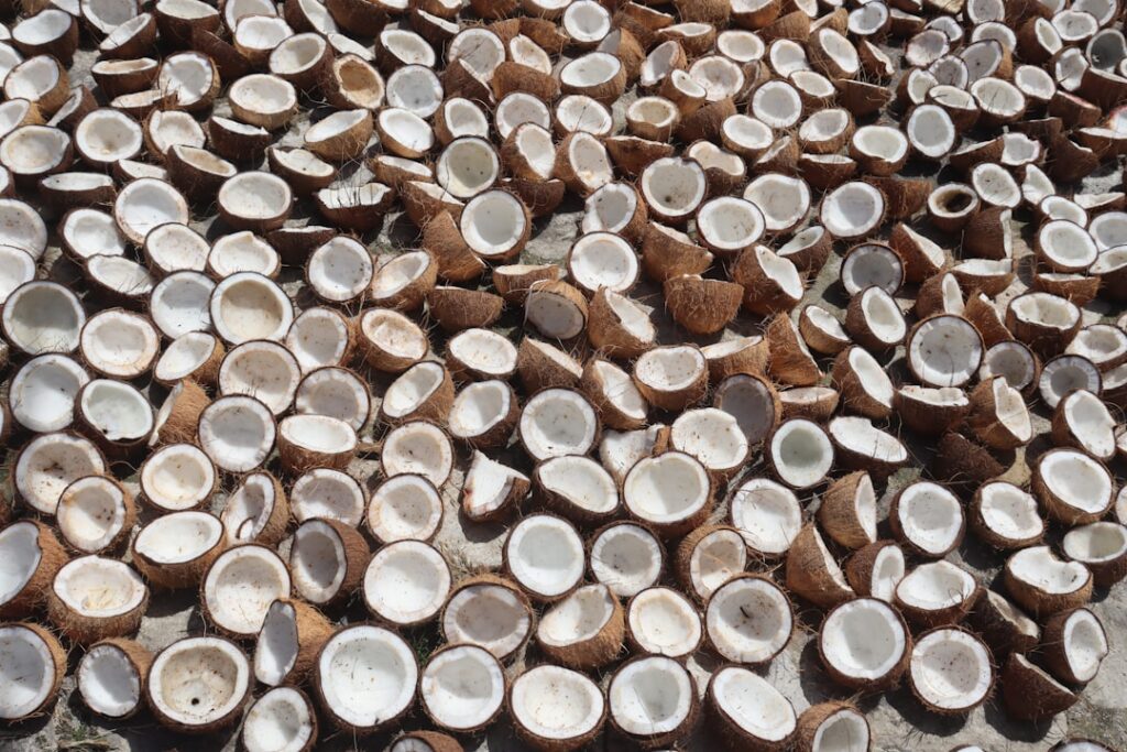 Coconut husks ready to be processed into cocopeat growing media