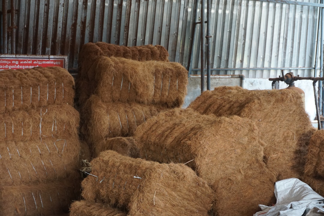 Coconut coir processing operation showing agricultural waste converted into useful fibre