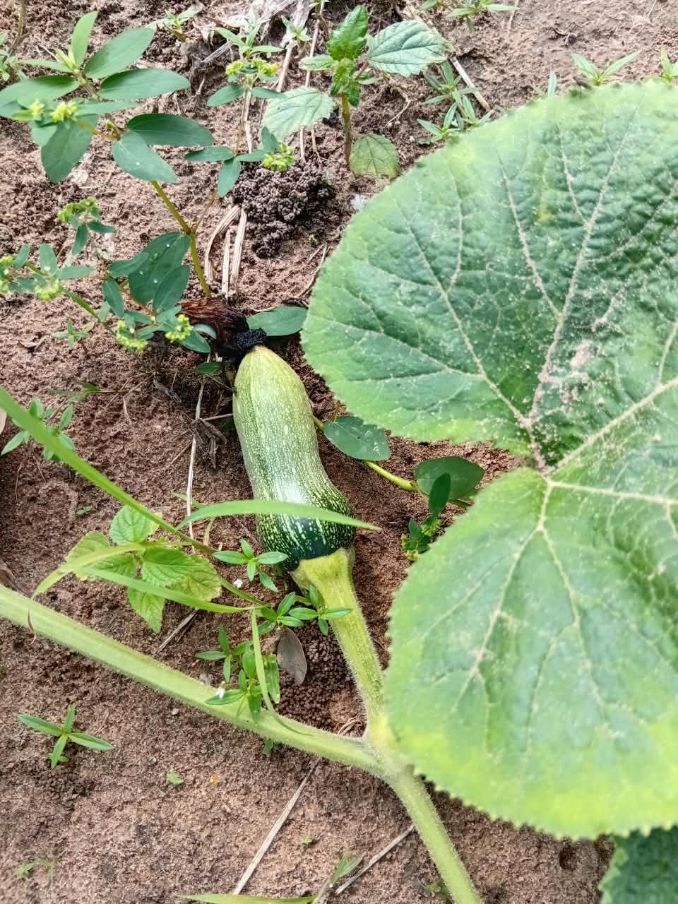 Developing Igbo egusi fruit at Excell Africa Farms