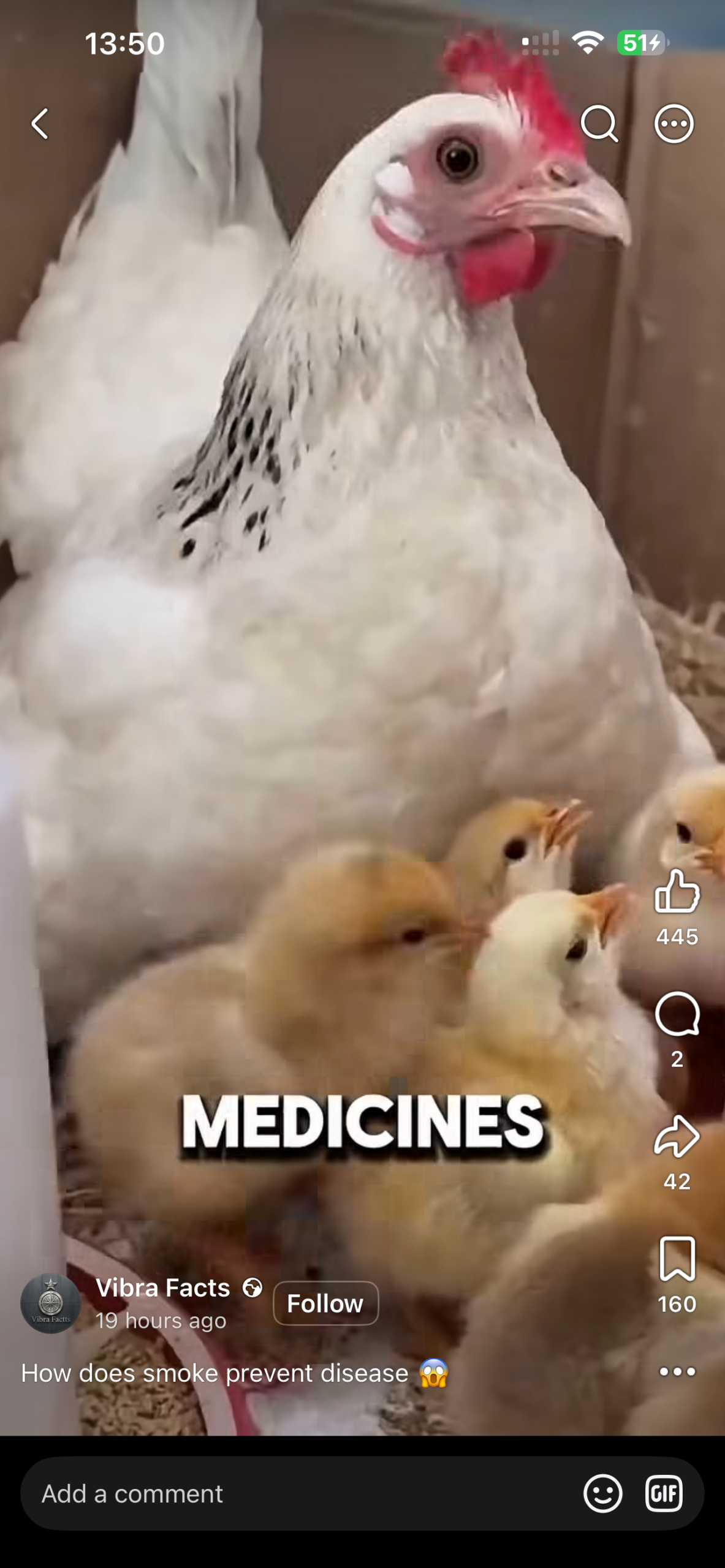 Hen with young chicks