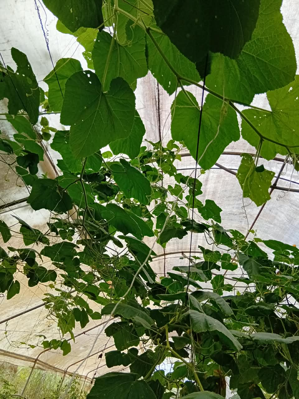 Igbo egusi canopy using overhead greenhouse space