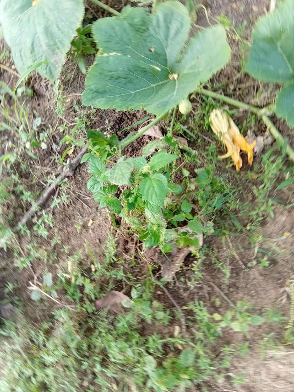 Igbo egusi vines growing across the greenhouse roof