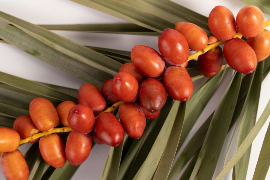 Oil-palm fruit illustrating the source of palm oil.