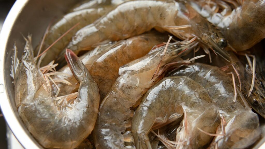 Freshly harvested shrimp illustrating a proposed tank-based shrimp farming pilot in Nigeria