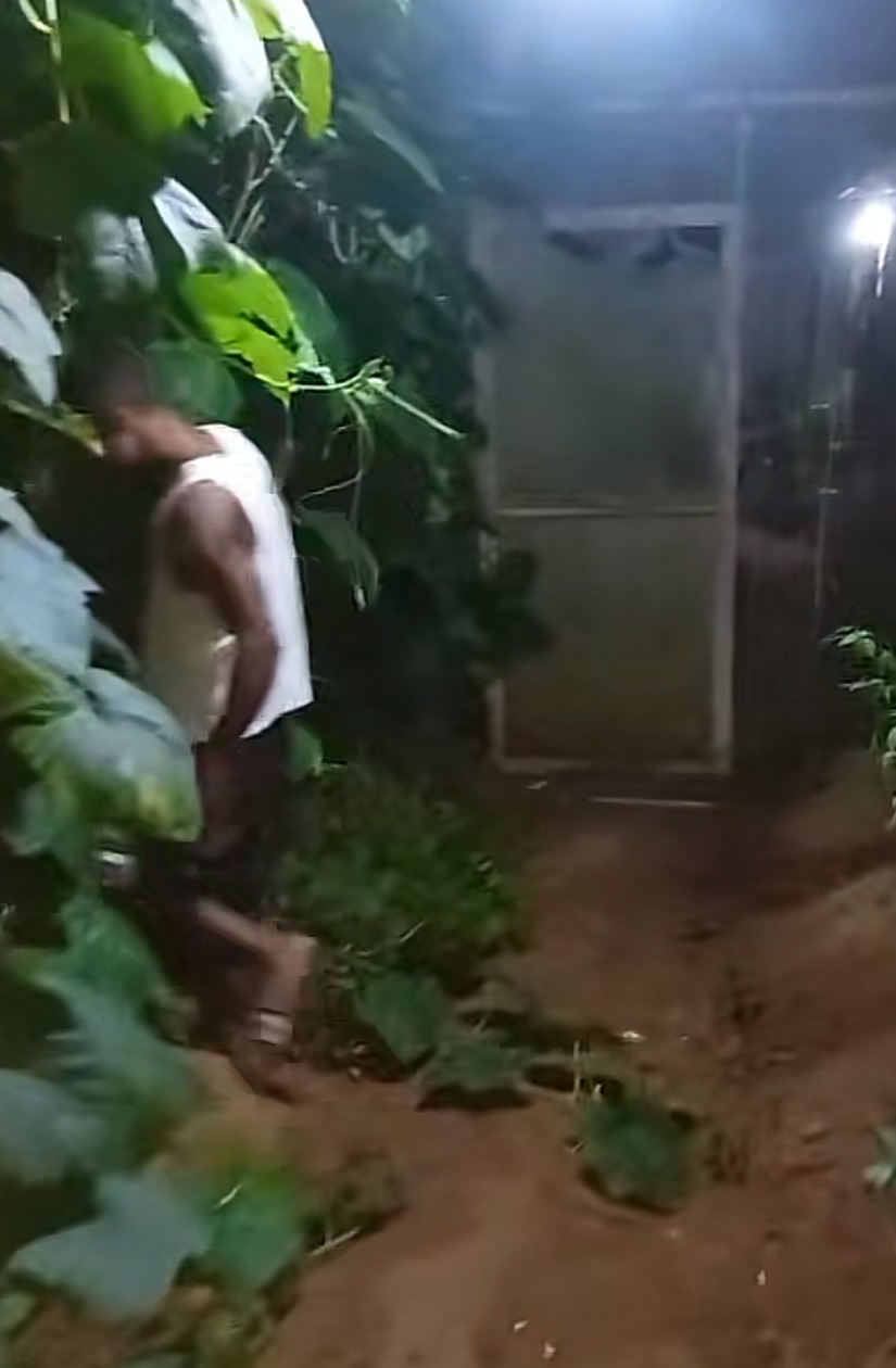 A person examining climbing plants beside an illuminated greenhouse walkway after dark.