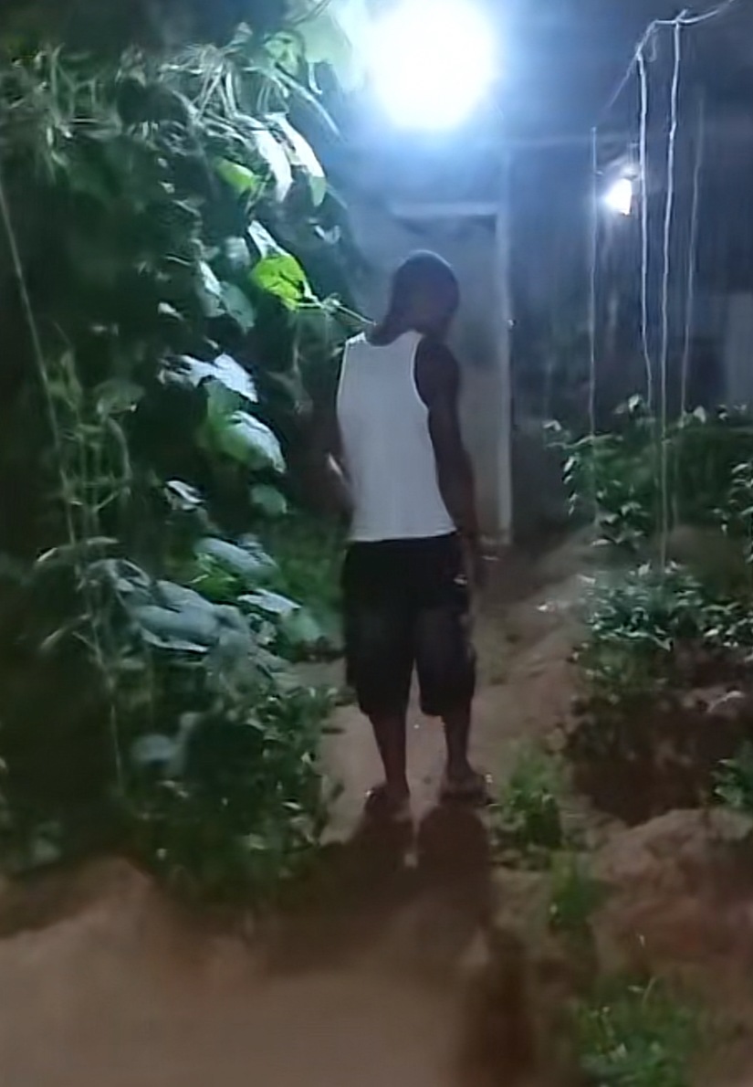 Night-time greenhouse inspection beside climbing vines under solar-powered lights.